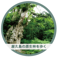屋久島の原生林を散策